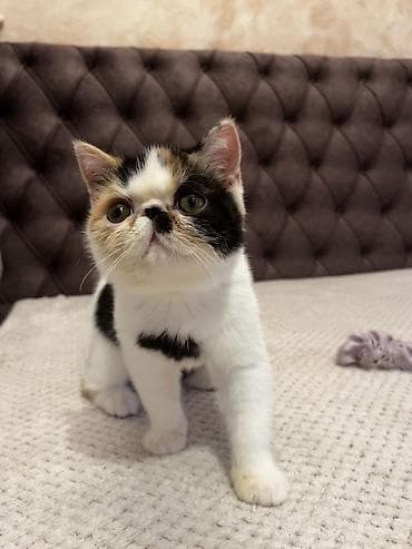 drvo maca: Na prodaju egzotični kratkodlaki mačići (Exotic Shorthair) — 8