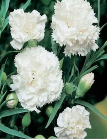 KARANFIL beli seme Cena:550 din Pakovanje 2gr Karanfil je zeljasta na lalafo.rs KARANFIL beli seme Cena:550 din Pakovanje 2gr Karanfil je zeljasta