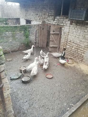 Psi: Muskusne patke – domaći uzgoj - Vrsta: muskusne (barbari) patke - — 2