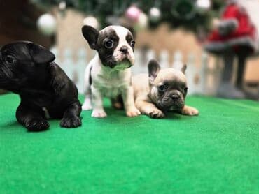 Dogs: Štenci francuskog buldoga. U novogodisnjoj ponudi sjajno leglo — 1