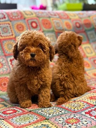 Ptice: Nasa odgajivacnica se nalazi u Indjiji i bavimo se uzgojom pasa 15 — 4