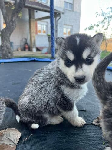 Ostale životinje: Sibirsky haski štenci - Leglo prelepih štenaca sibirskog haskija — 8