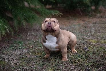 Mačke: Vrhunski mužjak egzotičnog bulija slobodan za parenje. Kineske krvne — 4