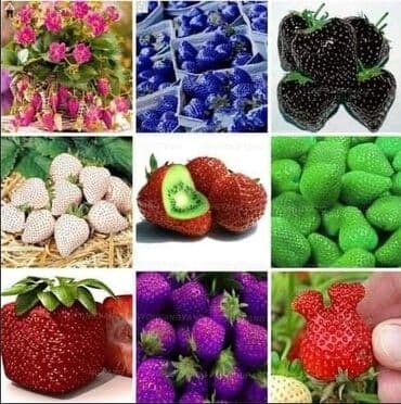 kontejnerske sadnice jagoda prodaja: Seme jagode više vrsta
Cena:650din/200 semenki — 10
