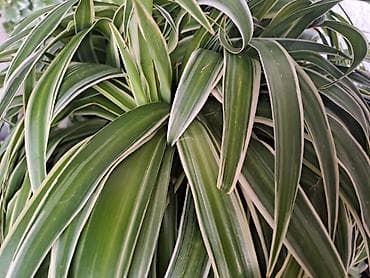 metraza svila: Chlorophytum, velika biljka sa prve slike je 500, sa druge, trece i — 10