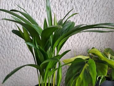 Other Houseplants: Filadendron Brazil sa prve i druge slike je 800, Palma Areca sa trece — 3