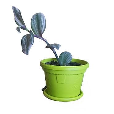 candy 3 u 1: Tradescantia spathacea (Rhoeo) – sobna biljka u saksiji fi 13cm - — 3