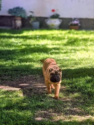 mali psi za stan: Šar Pej štenci Čistokrvni Šar Pej (Shar Pei) štenci, crvena (mahagoni) — 4