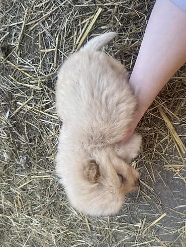 mesanac malinoa i nemackog ovcara: Štene mesanci otac zlatni retriver retrivera tek prijeli nisu — 5