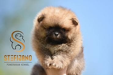 psi na poklon beograd: Pomeranac Boo. Čistokrvni, prelepi štenci pomeranca,vrhunskog porekla — 4
