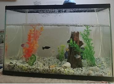 Other Pets & Animals: Akvarijum, 2000 din je cena, više ga ne koristimo,uz njega se dobija — 1