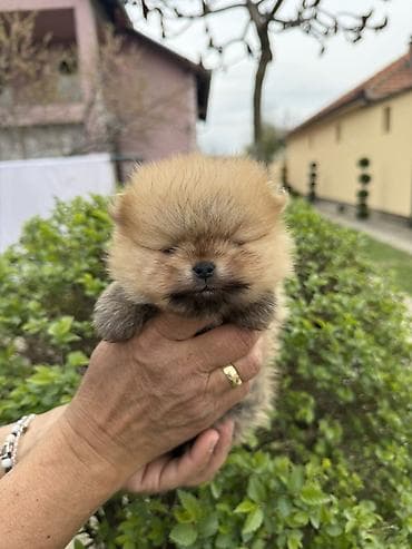 rasni psi na poklon: Dostupni pomeranci — 6