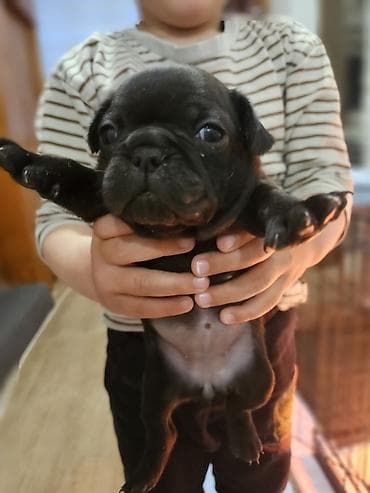 ogradice za pse: Francuski buldog štenci - Leglo štenaca francuskog buldoga u crnoj i — 3