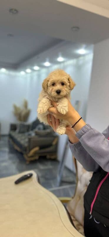 pomeranci prodaja srbija: Maltipoo vrhunske genetike u registrovanoj odgajivacnici Bahu Djokovic — 3