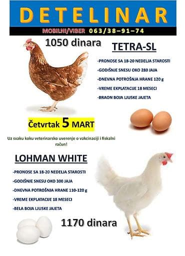 Oprema za kućne ljubimce: Mlade koke nosilje pred pronos! Tetra-sl i Lohman white! Dostava je — 1