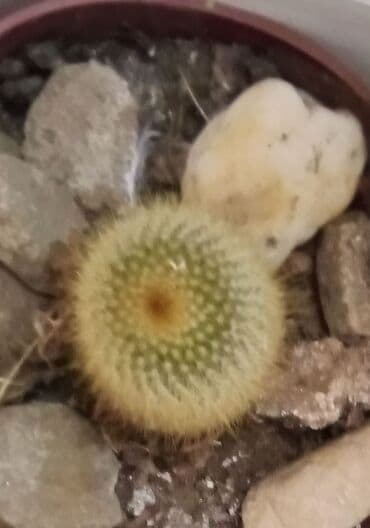 forma ideale ormari za sobu: Kaktusi — 3