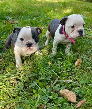 francuski buldog plavi cena: Odgajivacnica pasa "Happy Puppies" ima u ponudi prelepe stence — 1