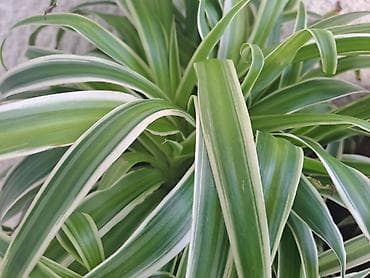 Daske za peglanje: Chlorophytum, velika,raskosna biljka sa prve slike je 3000 — 2