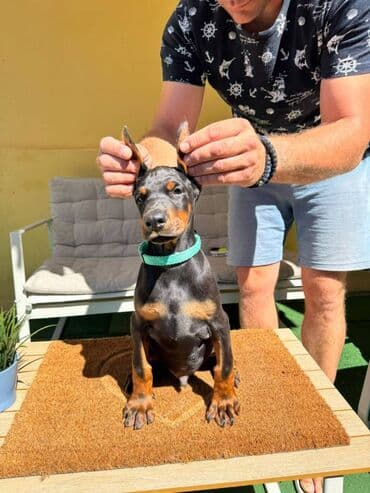 zlatni retriver odgajivacnica srbija: Doberman stenad. Ostenjeni su 28.06.2025. Spremni su za preuzimanje — 17