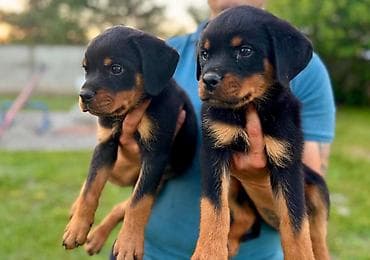Dogs: R O T V A J L E R štenci, spremni za nove domove, oštenjeni 12. 04 — 5