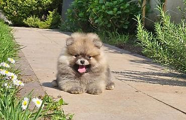 chow chow psi: Pomeranac Boo. Stenci pomeranca vrhunskog porekla, kratkih — 5