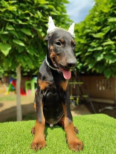 Psi: Doberman mužijaci Oštenjeni 25.05 Vakcinisani revakcinisani Šabac — 3