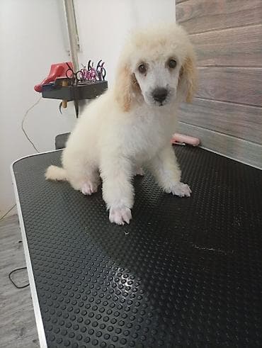 Pudla – štene bele boje - Rasa: pudla (standardni/veći tip na na lalafo.rs Pudla – štene bele boje - Rasa: pudla (standardni/veći tip na