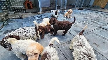 lagoto romanjolo za stan: Lagotto Romagnolo štenci Dostupni štenci Lagoto Romanjolo od roditelja — 6