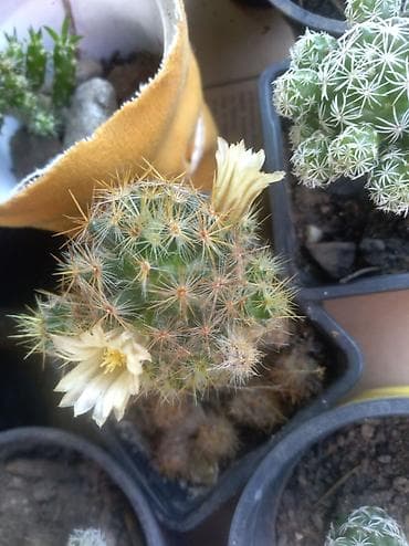 Kaktus 200 dinara šaljem brzom poštom na lalafo.rs Kaktus 200 dinara šaljem brzom poštom