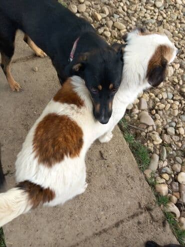 mesanac zlatnog retrivera i labradora: 🐾 HITNO TRAŽI DOM – LEPOSAVA, HEROINA IZ MIRIJEVA! 🐾 Leposava je — 2