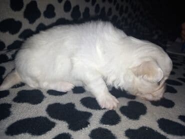 Malo belo štene – rase maltezer/pudl tip (toy veličina) - Starost — 4