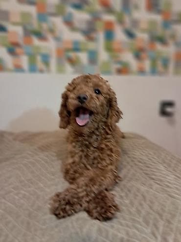 koker pudla: Toy pudla,star 3 meseca primio tri vakcine,odgajana u kućnim — 5