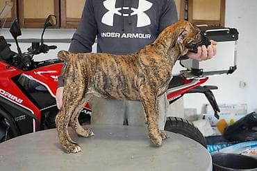 Psi: Sa ponosom predstavljamo vrhunske štence rase Južnoafrički mastif – — 7