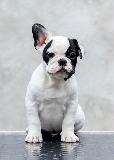plavi francuski buldog cena: VRHUNSKI FRANCUSKI BULDOZI-Rezervacije u toku.Iz odgajivačnice — 1
