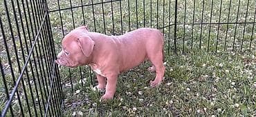 Psi: American bully pocket lilac štenci. 4 lilac zenki, 2 zute zenke — 7