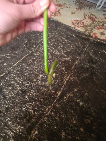 Reznica filodendrona – ukrasna sobna biljka - Biljni materijal: jedan na lalafo.rs Reznica filodendrona – ukrasna sobna biljka - Biljni materijal: jedan