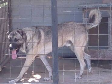 Psi: Turski Kangal, mužjak Na prodaju TURSKI KANGAL, mužjak star 22 meseca — 4
