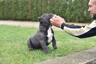 mali psi za udomljavanje: Dostupni stenci american bully Starosti 4 meseca Primili sve vakcine — 4