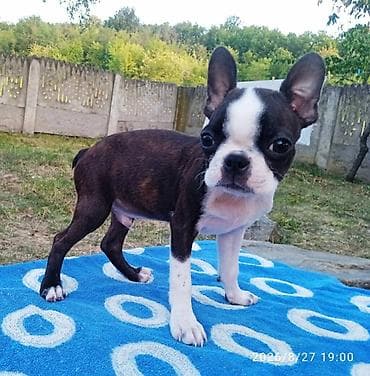 boo dog: U ponudi dva dečaka Boston terijera. Traže novi dom. Veoma povoljno — 8