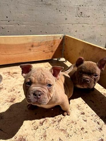 njuškalo psi pekinezeri na poklon: American bully exzotik-mikro štenci American bully exzotik-mikro sa — 3
