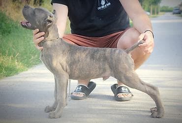 Dogs: Cane Corso štenci U ponudi veoma perspektivni štenci iz različitih — 8
