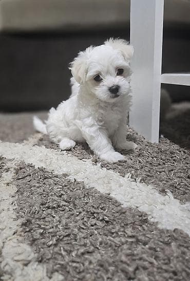 Psi: Na prodaju preslatki mini maltezeri.4 muzjaka i dve zenkice. Rodjeni — 7