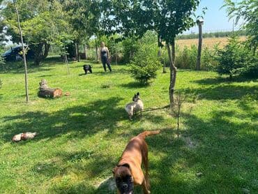 Sweatpants: Hotel za pse Ideal Da li planirate putovanje, posao ili odmor, a ne — 11