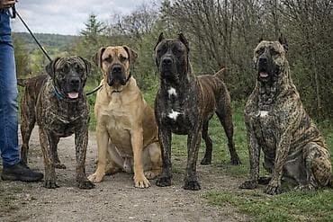 psi american bully: Kanaski pas 
Presa canari — 4