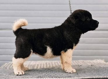 konji ulje na platnu: Američka Akita štenci Odgajivacnica TOP WINNER PUPPY sa ponosom — 4