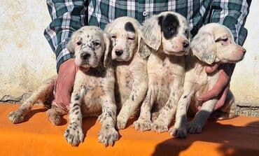 stenci prodaja: Engleski Seter štenci Štenad Engleskog Setera od radnih i — 2
