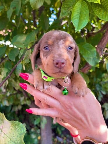 egzoticne ptice prodaja: Odgajivacnica pasa "Happy Puppies" ima u ponudi patuljaste jazavicare — 2