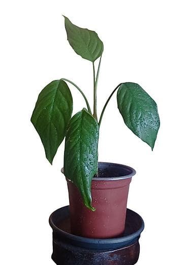 mimoza cvet: Aglaonema modestum u saksiji fi 13cm - Visina biljke približno 30 cm — 2