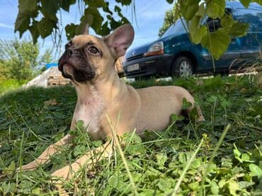 francuski buldog plavi cena: Stenci francuskog buldoga oba pola stari tri meseca spremni za — 6