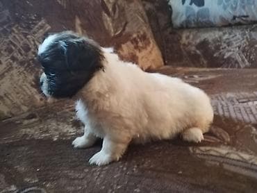 za stan mali psi na poklon: Štene malog rasta – crno-belo, dugodlako - Preslatko štene kompaktne — 3